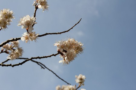 早咲きの桜