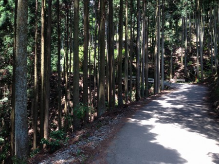 保津峡・水尾あたりの林道