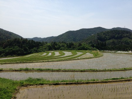 樒原の棚田