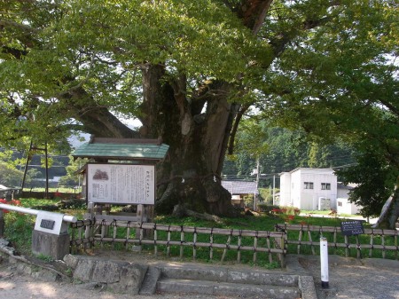 野間の大けやき