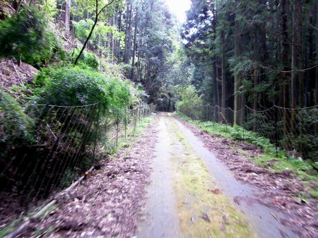 山の中を走る曾地奥林道