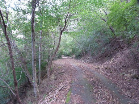 雰囲気がよい林道でした