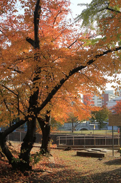 毛馬公園