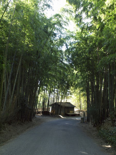 竹林を抜ける