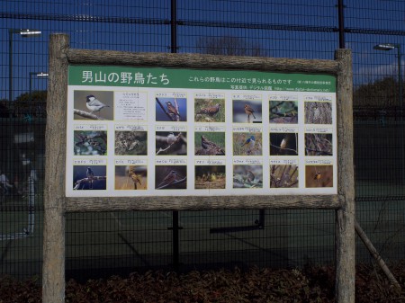 男山で見られる野鳥