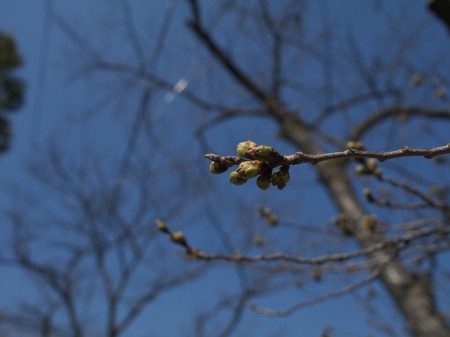 八幡の桜はまだまだ