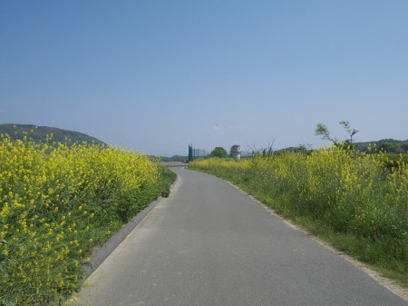 菜の花がきれい