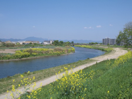 桂川にも菜の花