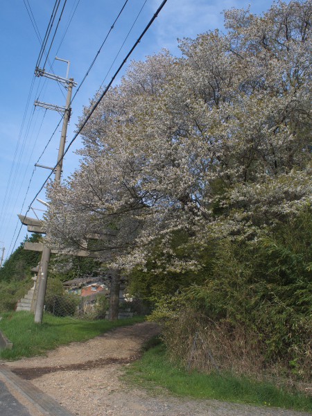 桜も終わり