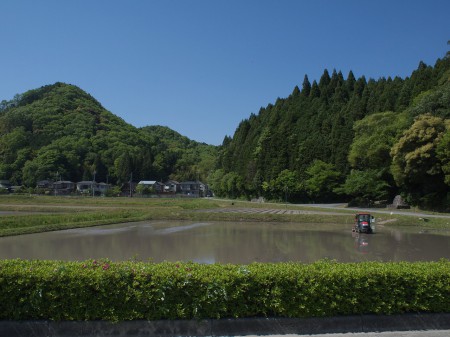 初夏ならではの風景