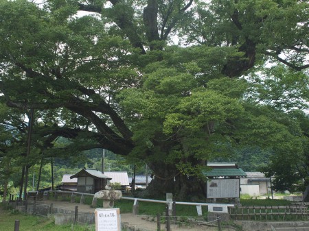 野間の大けやき