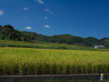 田んぼがええ感じに