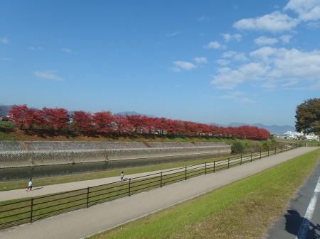 川沿いも秋