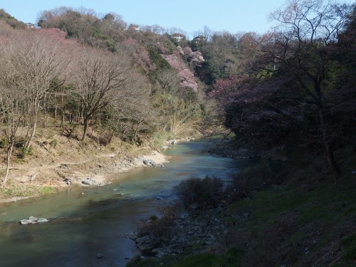 山桜がほんのりと