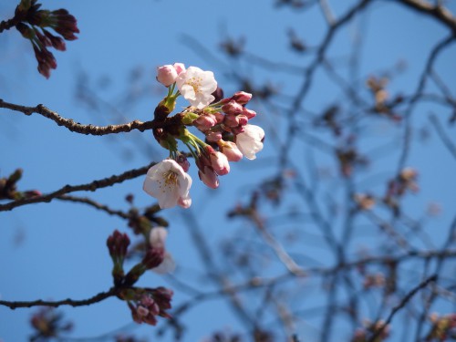 大阪の桜は3分咲きくらい？