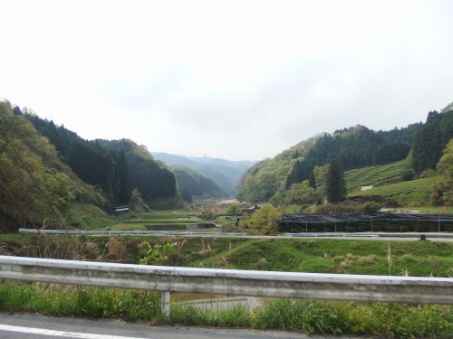 茶畑の風景