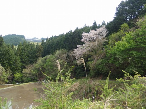 山桜を見ながら