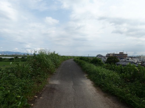 生い茂る河川敷の雑草