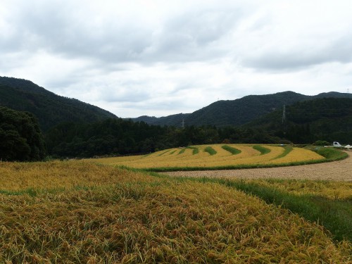 樒原の棚田