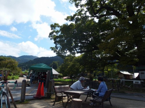 野間の大けやき