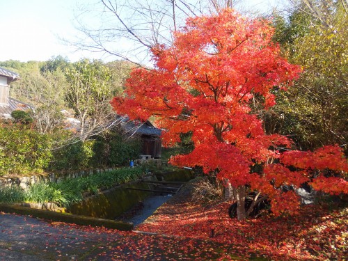 綺麗な紅葉を発見