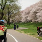 【ポタリング】石清水八幡宮と絶品ベーカリーを経て走る桜満喫ライド！