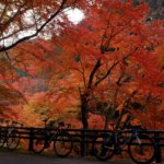 奈良へ紅葉狩りライド！紅葉の名所「正暦寺」を通ってウネウネ・アッペンダウンライドへ！！