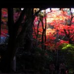 【午前縛りライド】紅葉の名所、有馬の「瑞宝寺公園」を目指す紅葉ライドへ！