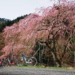 嵐山経由で美山までグルっと走る！春を感じる駆け足ロングライドへ！！